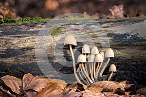 Coprinellus mushrooms