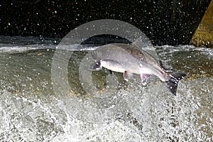 Fall scene of a Lake Trout at a fish ladder