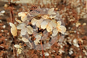 Fall scene with plants that have gone to seed, ready to make their way through the Winter months