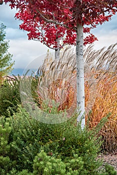 Fall Scene with Red Leaves on Aspen