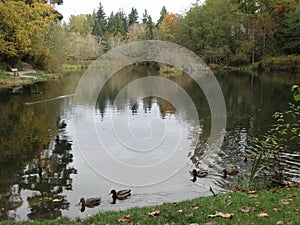 Fall scene in Whatcom Falls Park