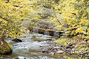 Fall scene in woods of brook
