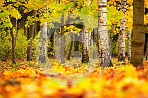 Fall scenery. Bright leaf fall in birch grove