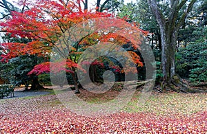 Fall scenery of a fiery maple tree in a Japanese garden in Sento Imperial Palace  Royal Park  in Kyoto, Japan