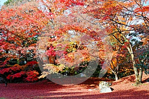 Fall scenery of fiery maple trees in a Japanese garden in Sento Imperial Palace Royal Park in Kyoto, Japan