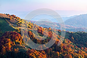 Fall scenery. Landscape with orange, red, green forest. Sun rays enlighten the meadow with trees. Landscape with high