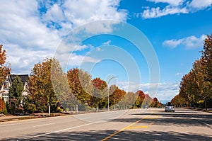 Fall scenery of long rows of golden red trees along an avenue in autumn foliage Vancouver Canada