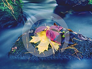 Fall season. Autumn leafage on wet moss stone in stream