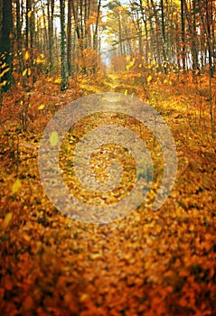 Fall season autumn park path abstract background vertical panorama