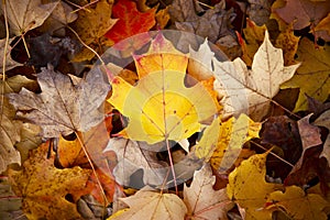 Fall Season Background