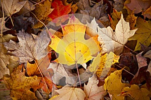 Fall Season Background photo