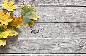 Fall season background, yellow oak leaves