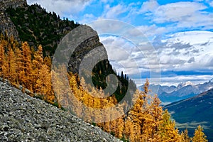 Gorgeous views of golden larch trees and mountains from Fairview Mountain trail in Lake Louise area.