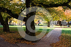 Fall season with cherry trees  in Quad square in university campus
