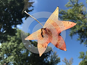 Fall season colorful leaf suspended