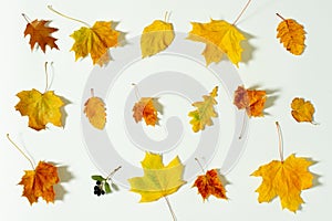 Fall season. Fall design autumn set leaves on white background fall autumn leaves collection on white background. Yellow