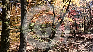 Fall season of kamikochi national park, Japan