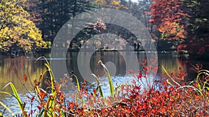 Fall season of kamikochi national park, Japan