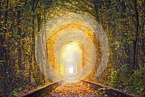 Fall season landscape - Fantastic Autumn Trees Tunnel with old railway - Tunnel of Love. Natural tunnel of love formed by trees