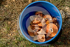 Fall season. Mushroom hunt. Saffron milk cap aka red pine mushrooms aka Lactarius deliciosus in a grass