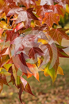 Fall season. red maple tree autumn background