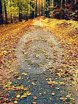 Fall season. Sun through trees on path in golden forest