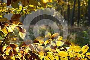 Fall season yellow foliage