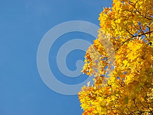 Fall seasonal background