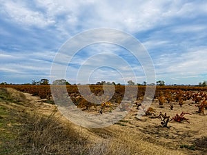 Fall skies over a Vineyard