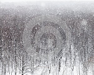 Fall of snow over trees in park in winter day