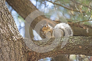 Fall and squirrels are inseparable