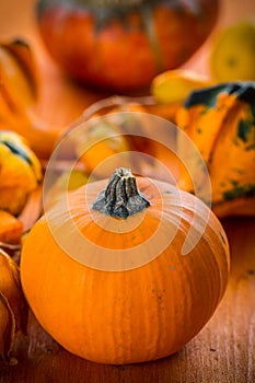 Fall Still Life with pumpkins and gourds