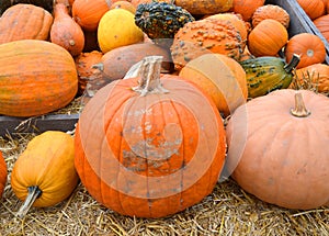 Fall Still Life with pumpkins and gourds against colorful background with room Horizontal with vintage cross process..