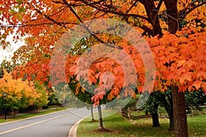 Fall in the suburb