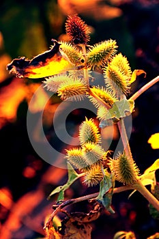 Fall Sunset on Burdock