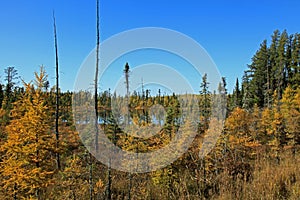 Fall Tamaracks and Pines