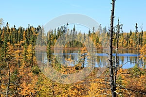 Fall Tamaracks and Pines