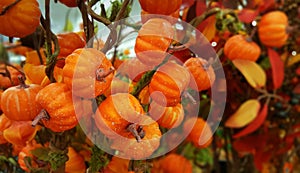 Fall Thanksgiving decor small orange pumpkins bouquet