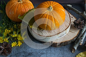 Fall Thanksgiving and Halloween. Oktoberfest. Autumn harvest. Ripe pumpkins, yellow leaves, birch branches, cones on the