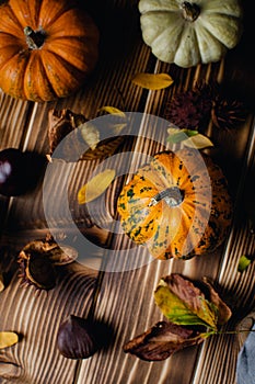 Fall thanksgiving still life with pumpkins assortment, chestnuts, autumn leaves