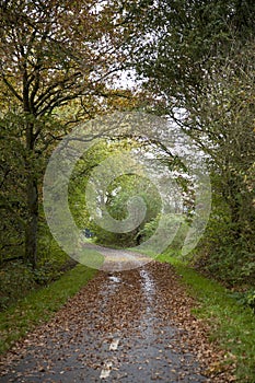 Fall time with leaves on a bicycle path