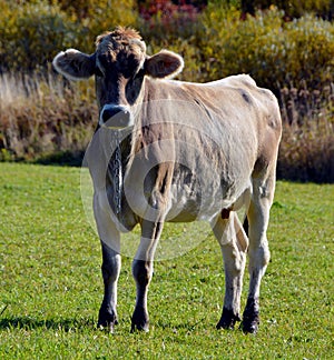 In fall time Limousin cattle are a breed of highly muscled beef cattle
