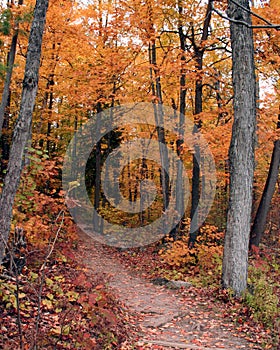 A fall trail walk