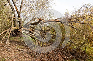 In the fall of a tree fell in the storm water. forcible violation of the atmosphere with strong winds and rain