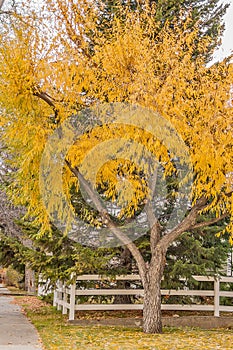 Fall Tree and Fence