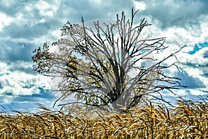 Fall Tree, Half Bare, Blowing Corn in Wind, Cloudy