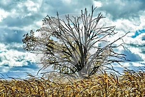 Fall Tree, Half Bare, Blowing Corn in Wind, Cloudy photo