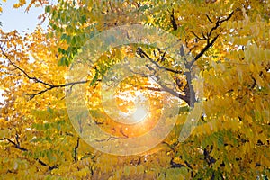 Fall tree leafs background