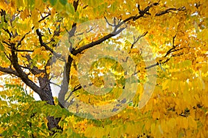 Fall tree leafs background