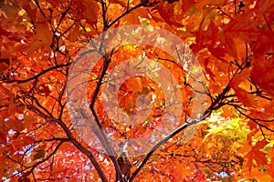 Fall tree leafs background